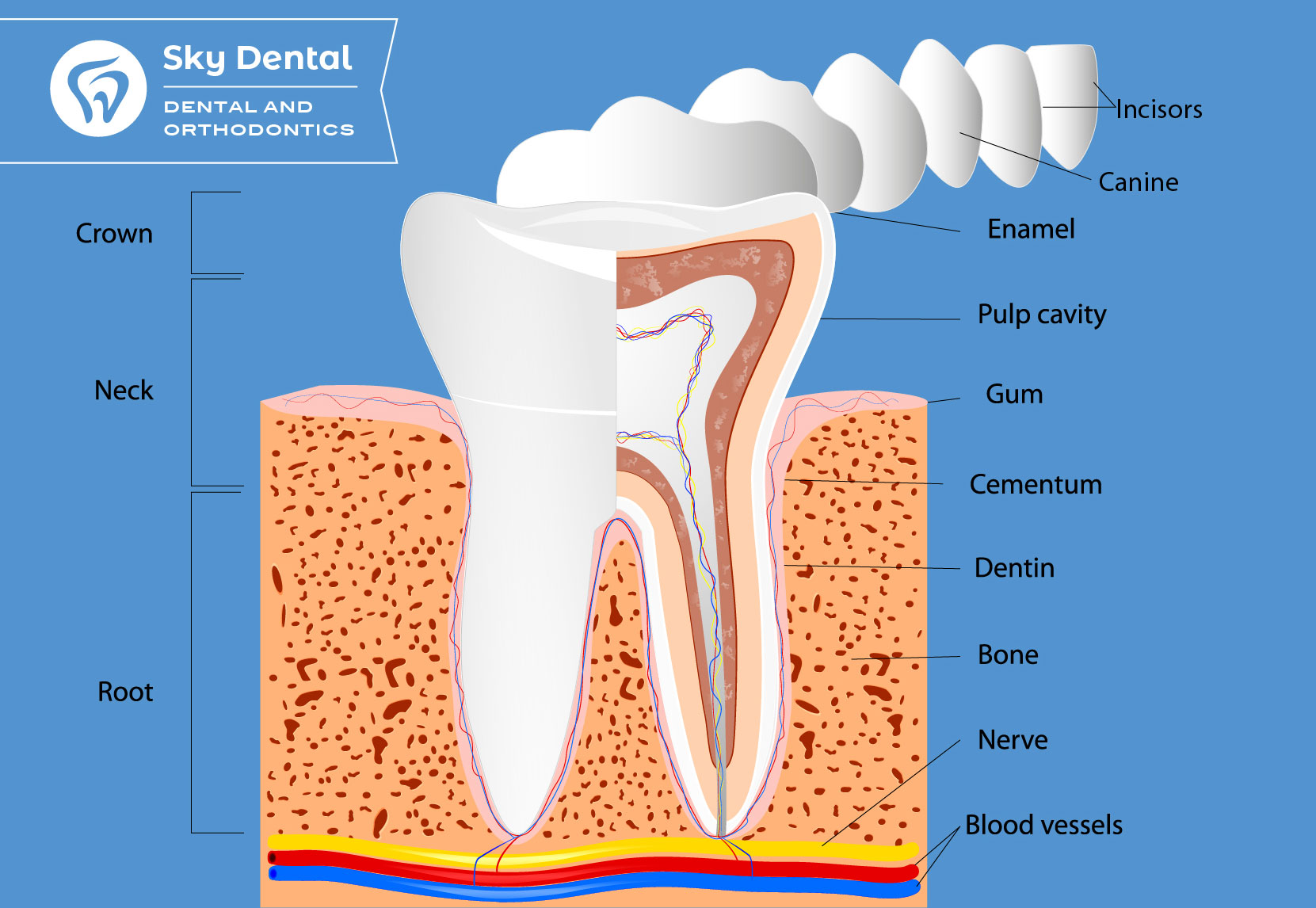 parts of teeth and gums