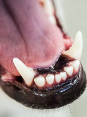 Dog and canine teeth